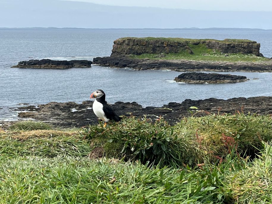 A puffin on a beach with the sea in the background